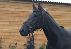 BLACK NARCISSUS – SHARES AVAILABLE
